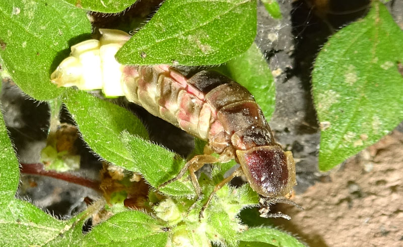 Lucciola ? maschio o femmina ?....f. di Lampyris noctiluca